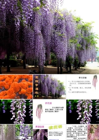 紫藤萝瀑布孙芳娥MicrosoftPowerPoint演示文稿