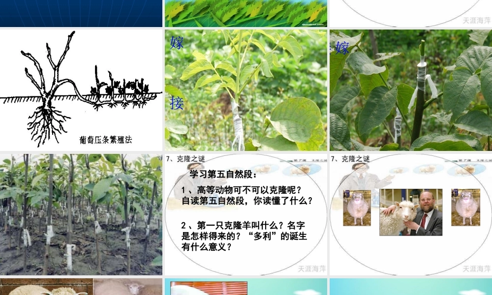 神奇的克隆课件