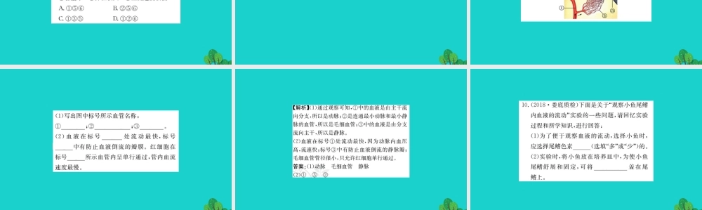 七年级生物下册 4.4.2 血流的管道 血管习题课件(新版)新人教版 课件