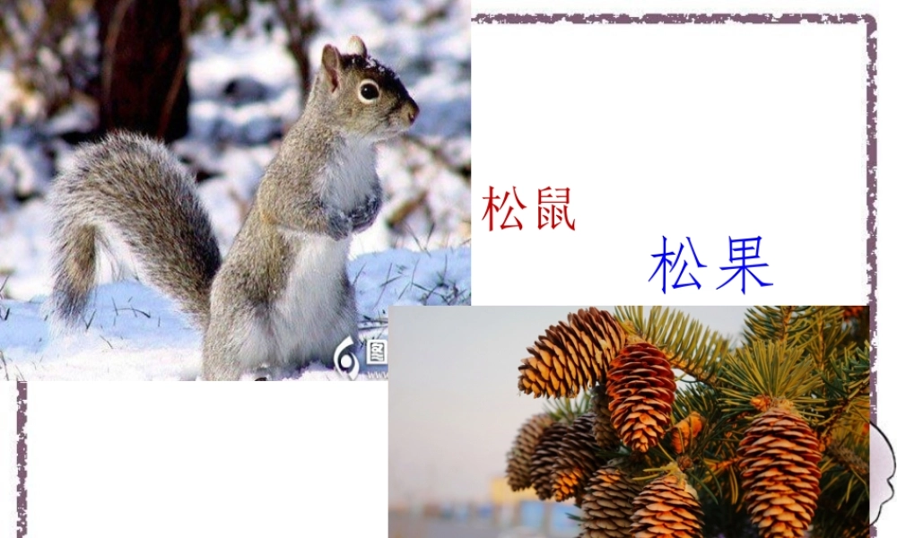 《松鼠和松果》课件 (2)