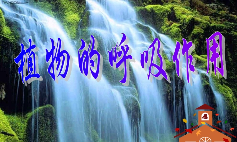 八年级生物上册 植物的呼吸作用课件 苏教版 课件