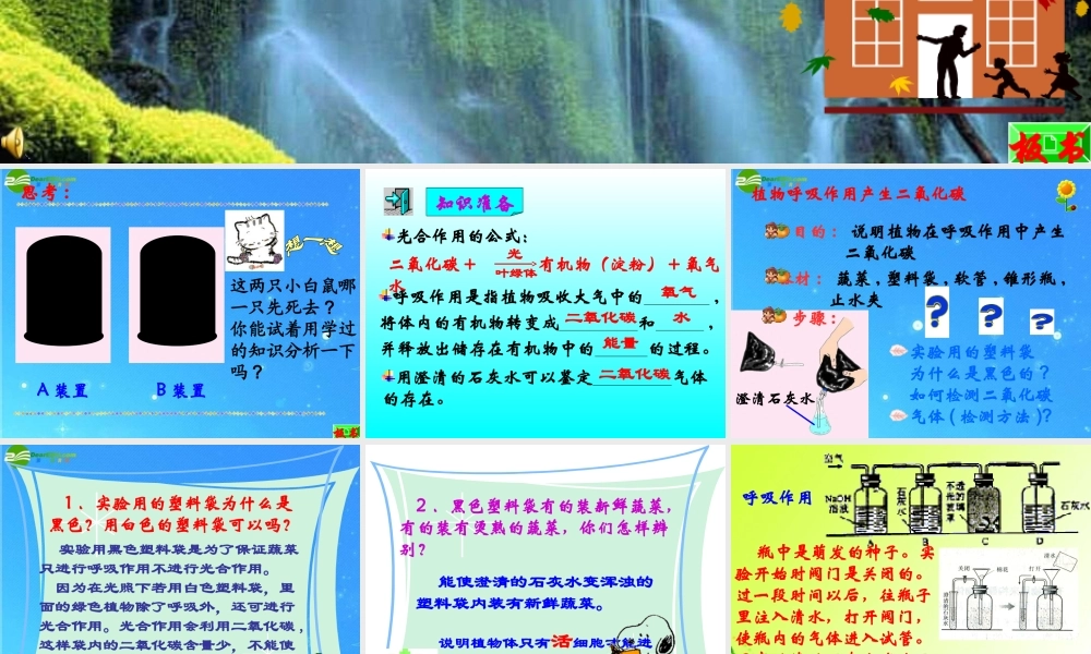 八年级生物上册 植物的呼吸作用课件 苏教版 课件