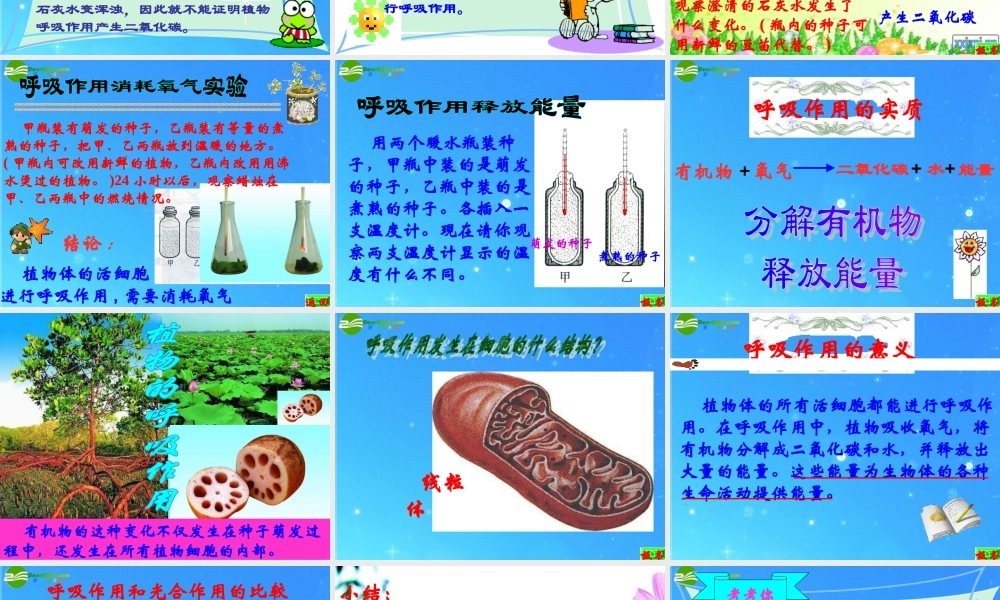 八年级生物上册 植物的呼吸作用课件 苏教版 课件