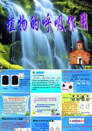 八年级生物上册 植物的呼吸作用课件 苏教版 课件