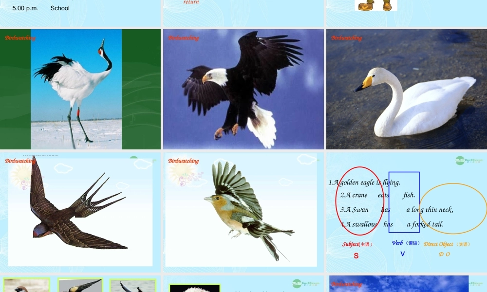 八年级英语上册(Unit 5 Birdwatchers)Grammar课件 牛津译林版 课件