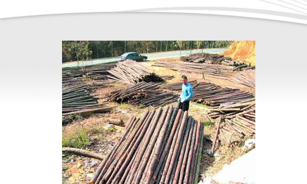 七年级生物下册 人类对生态环境的破坏1课件 人教新课标版 课件