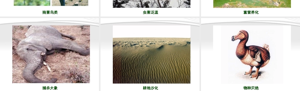 七年级生物下册 人类对生态环境的破坏1课件 人教新课标版 课件