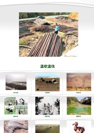 七年级生物下册 人类对生态环境的破坏1课件 人教新课标版 课件