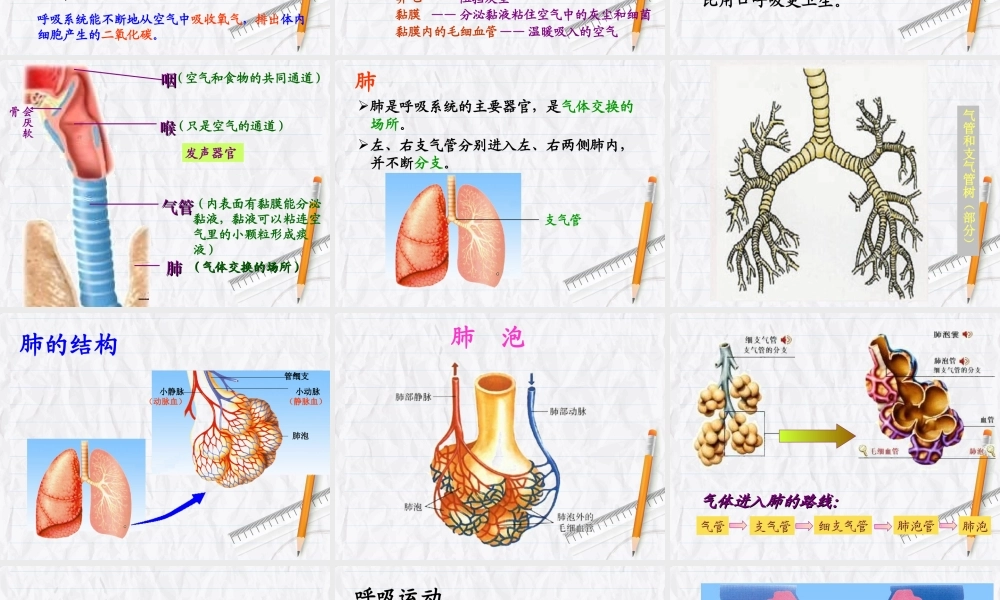 人体和外界环境的气体交换 (3)