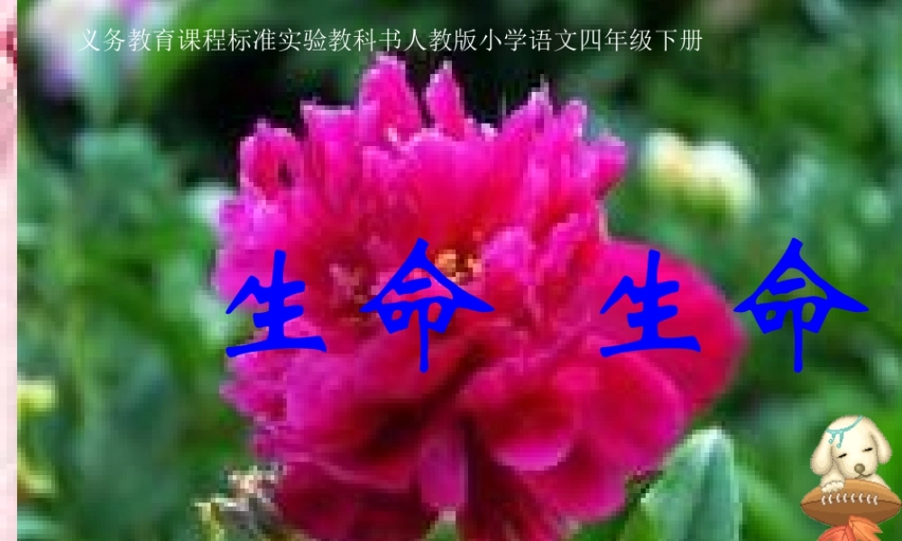 《生命生命》课件罗梅香