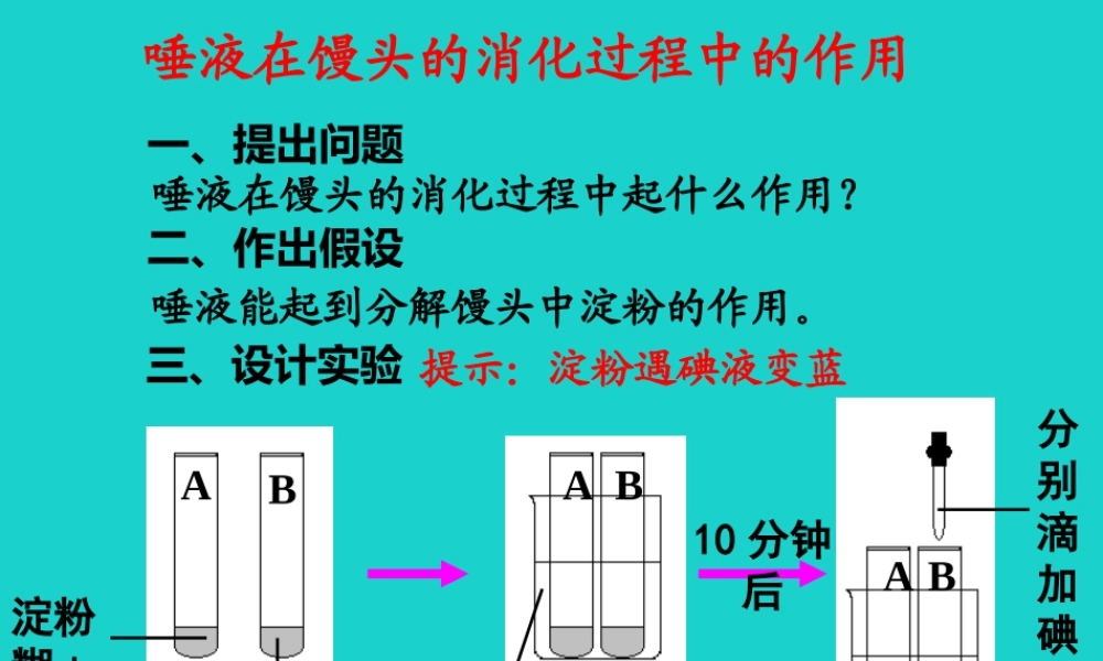 七年级生物下册 第二单元 第一章 第一节 食物在口腔中的消化 探究唾液在馒头的消化过程中的作用课件 冀少版 课件