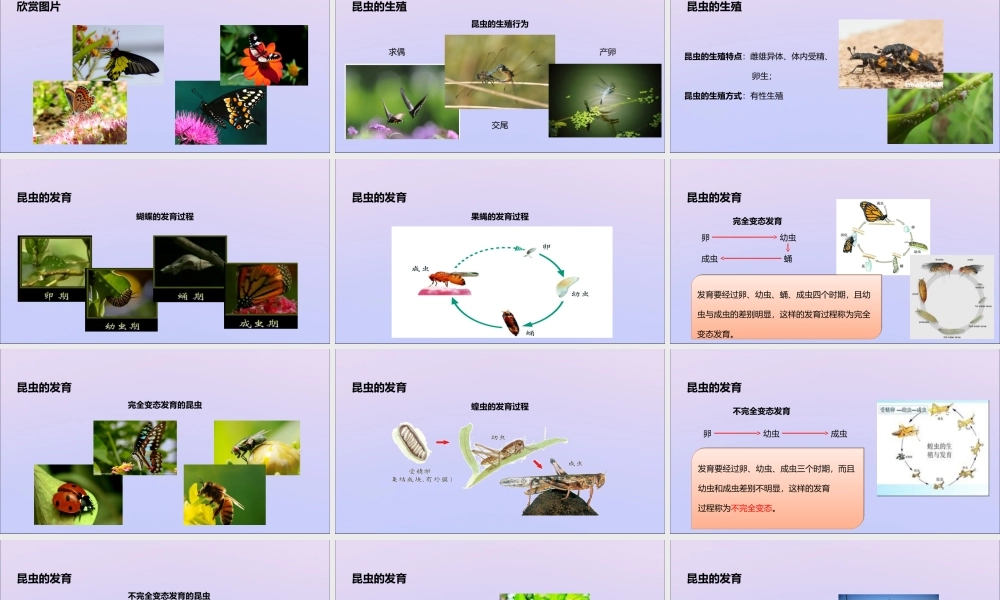 八年级生物上册 第四单元 物种的延续 第二章 动物的生殖和发育 第一节 昆虫的生殖和发育课件(新版)济南版 课件