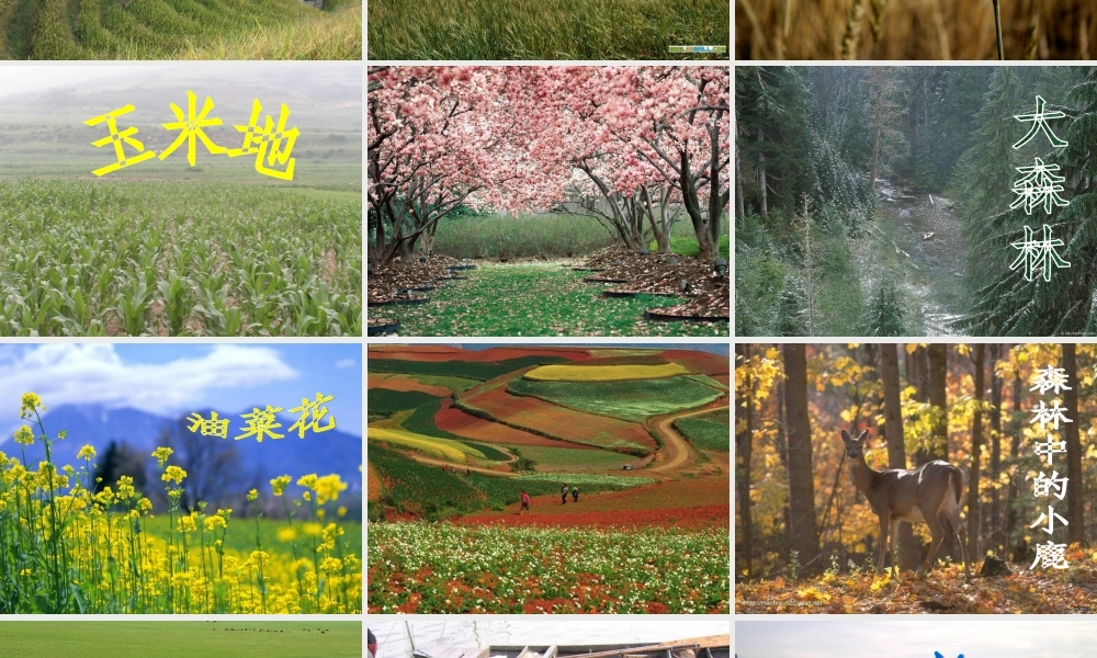 人教版_小学三年级品德与社会《认识自然》课件