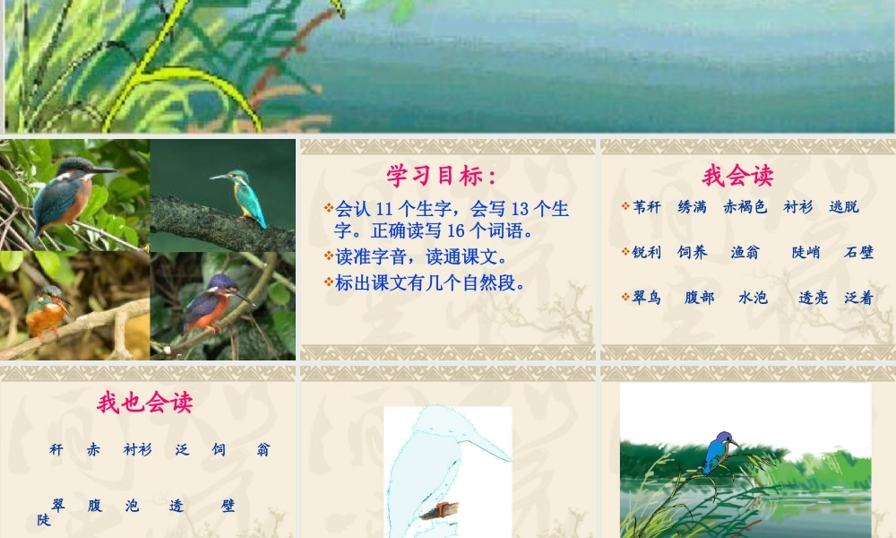 北师大版三年级语文下册第二单元《翠鸟》第二课时