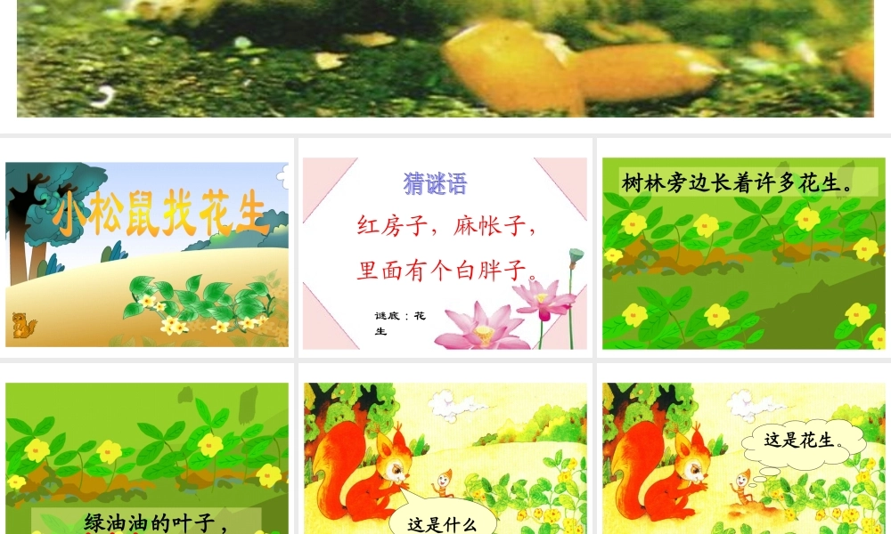 《小松鼠找花生》教学课件