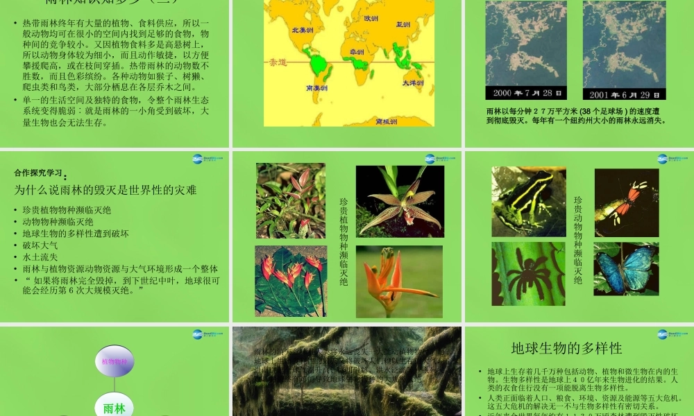 八年级语文上册 18 雨林的毁灭—世界性灾难课件 语文版 课件