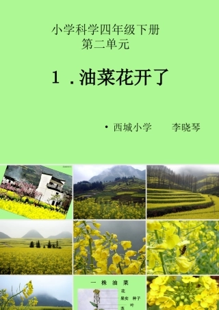 小学科学四年级下二（１）油菜花开了修改