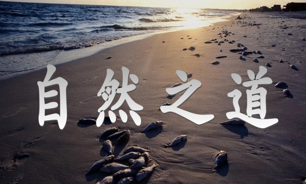 《自然之道》课件 (4)