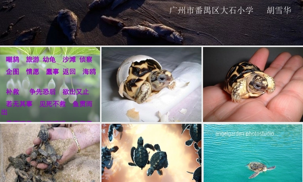 《自然之道》课件 (4)