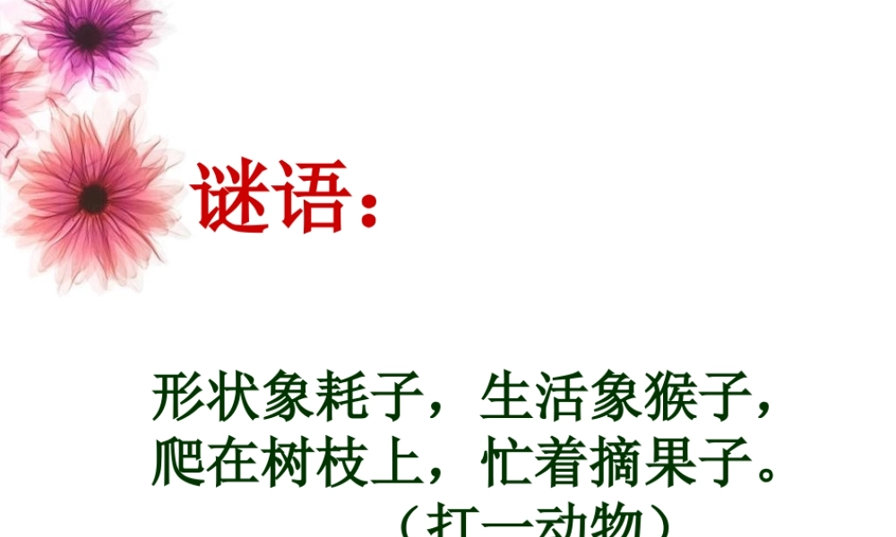 《松鼠》课件2011512