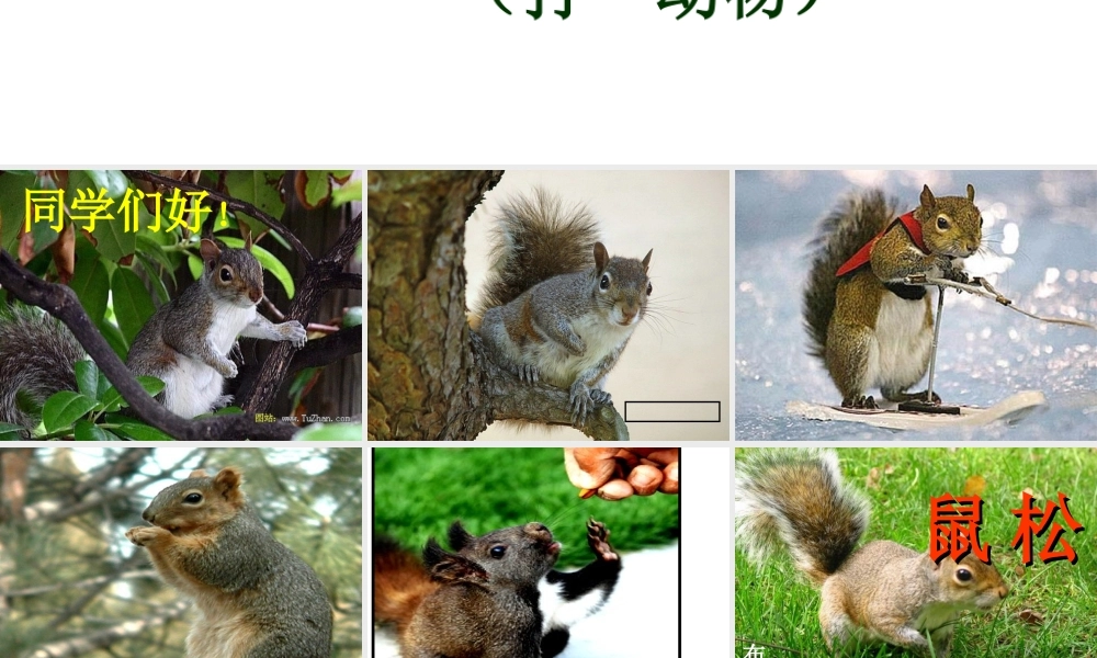 《松鼠》课件2011512