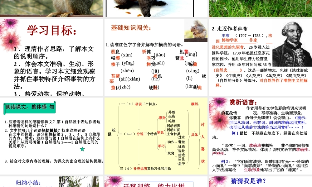 《松鼠》课件2011512