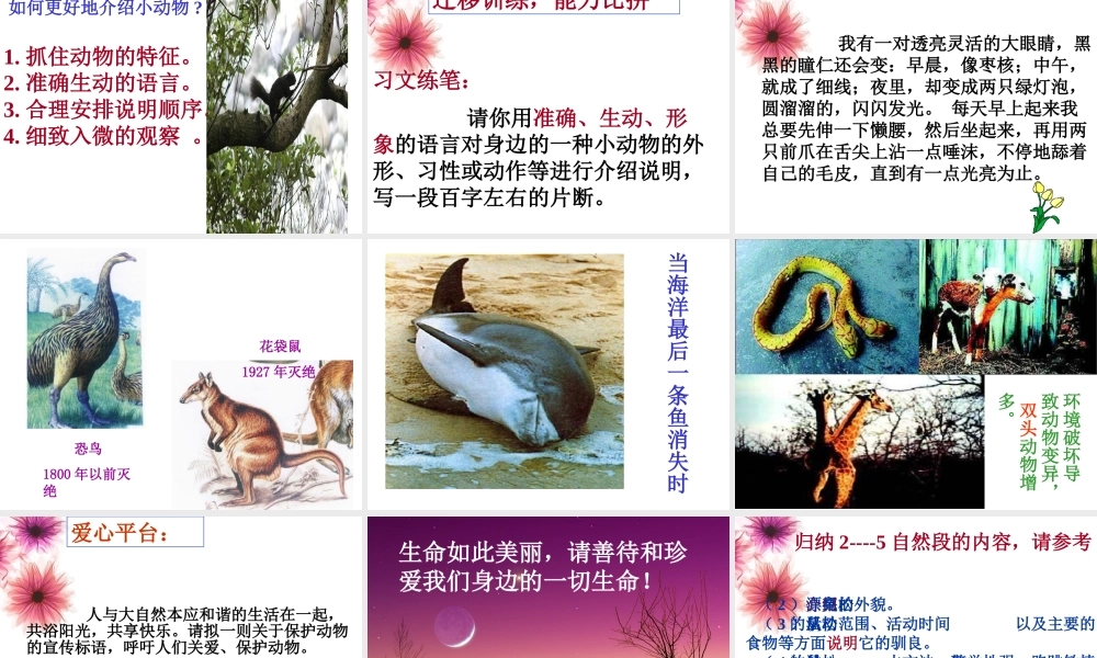 《松鼠》课件2011512