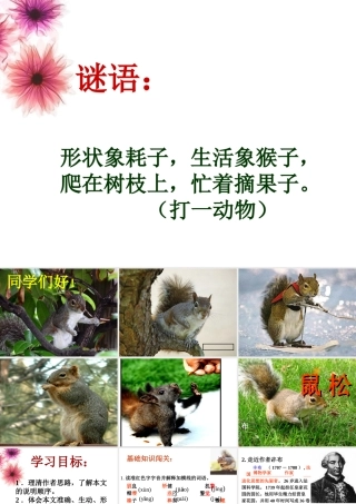 《松鼠》课件2011512