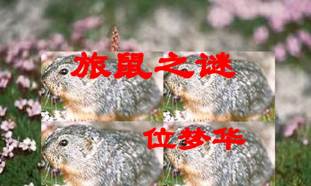七年级语文旅鼠之谜课件 鲁教版 课件
