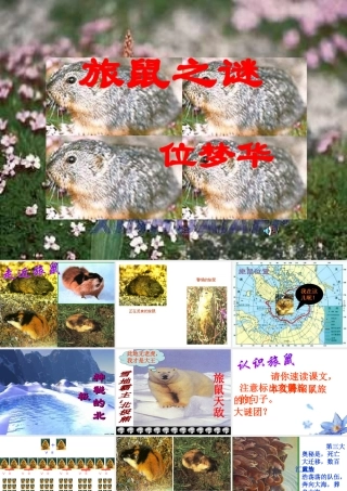 七年级语文旅鼠之谜课件 鲁教版 课件