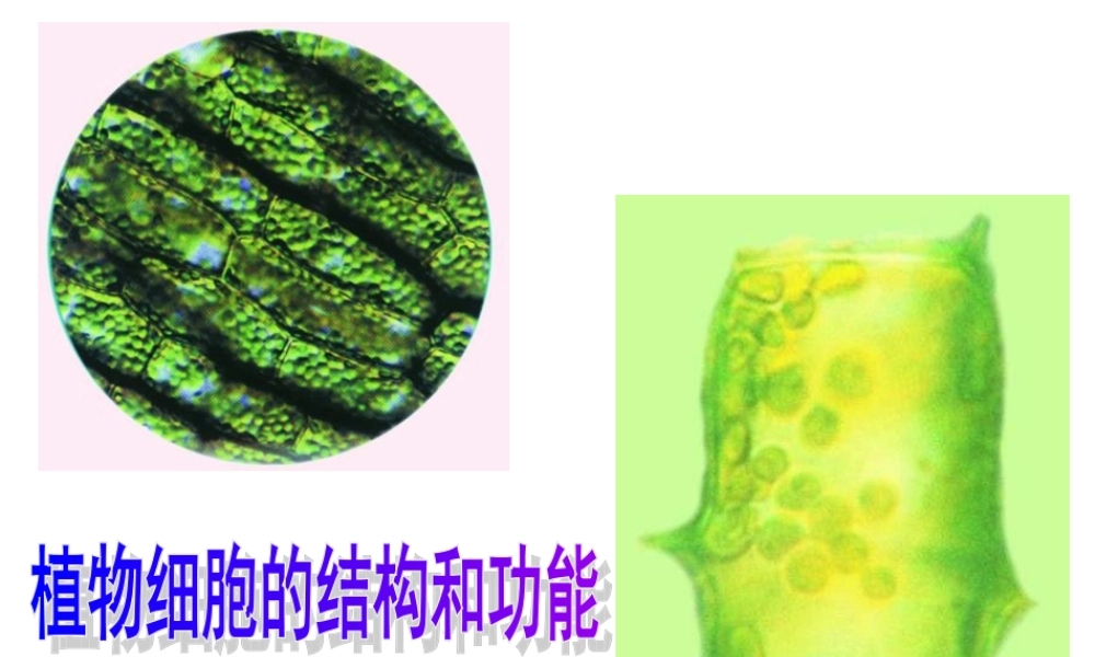 七年级生物植物细胞的结构和功能课件 新课标 人教版 课件