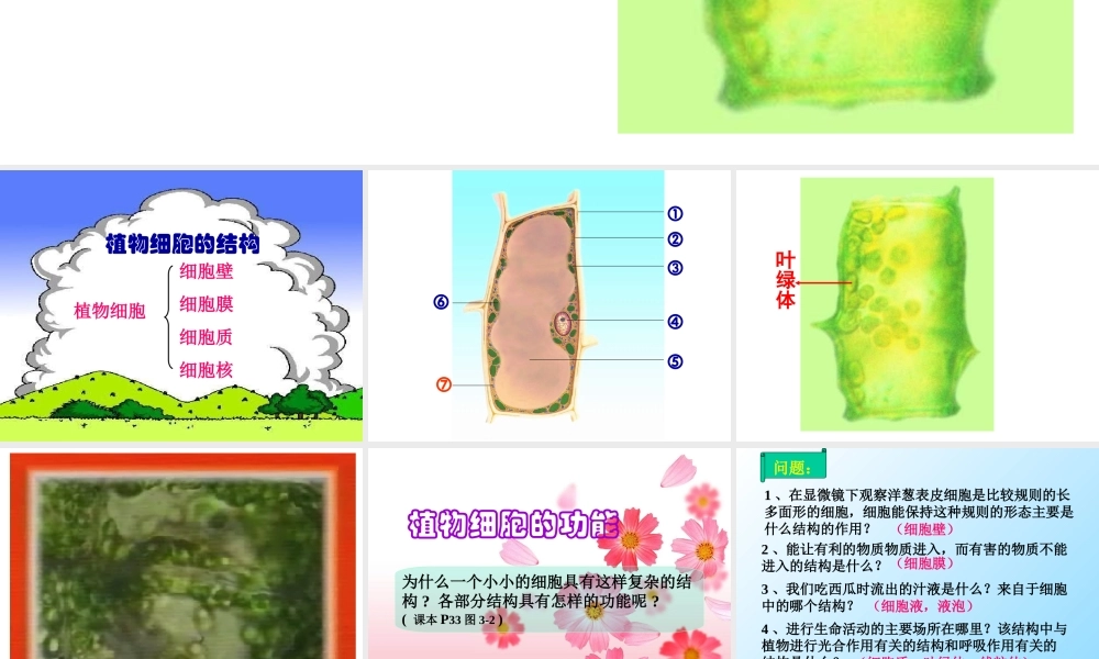 七年级生物植物细胞的结构和功能课件 新课标 人教版 课件