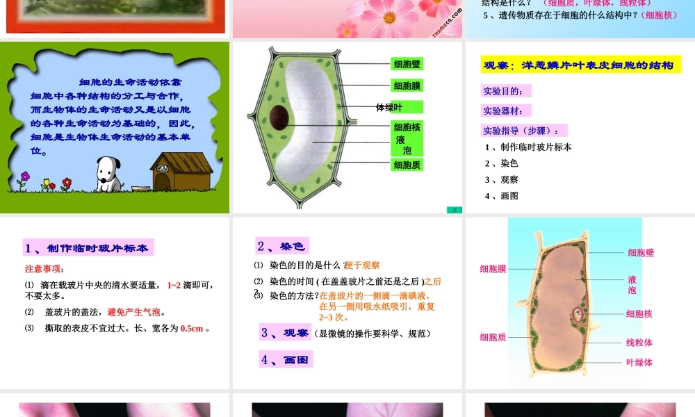 七年级生物植物细胞的结构和功能课件 新课标 人教版 课件