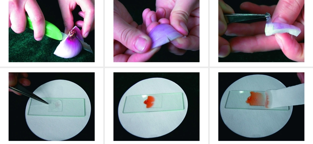 七年级生物植物细胞的结构和功能课件 新课标 人教版 课件