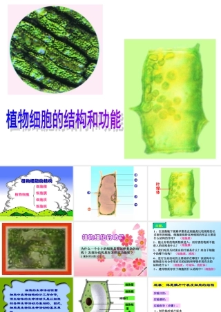 七年级生物植物细胞的结构和功能课件 新课标 人教版 课件