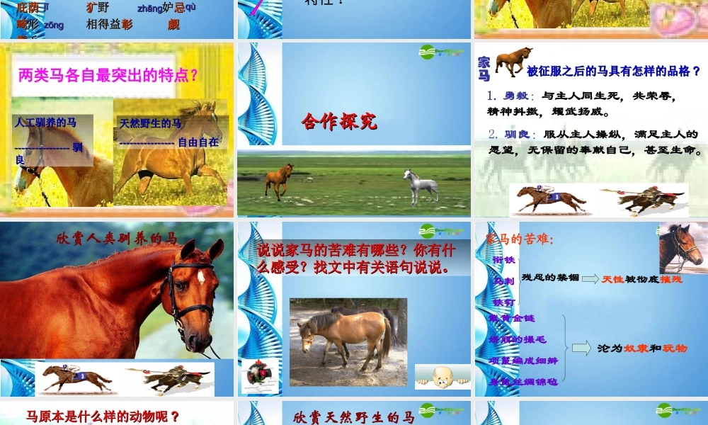 七年级语文下册 第六单元 第29课(马)课件 人教新课标版 课件