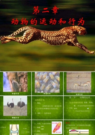 八年级生物上册 5.2.1 动物的运动课件 新人教版 课件
