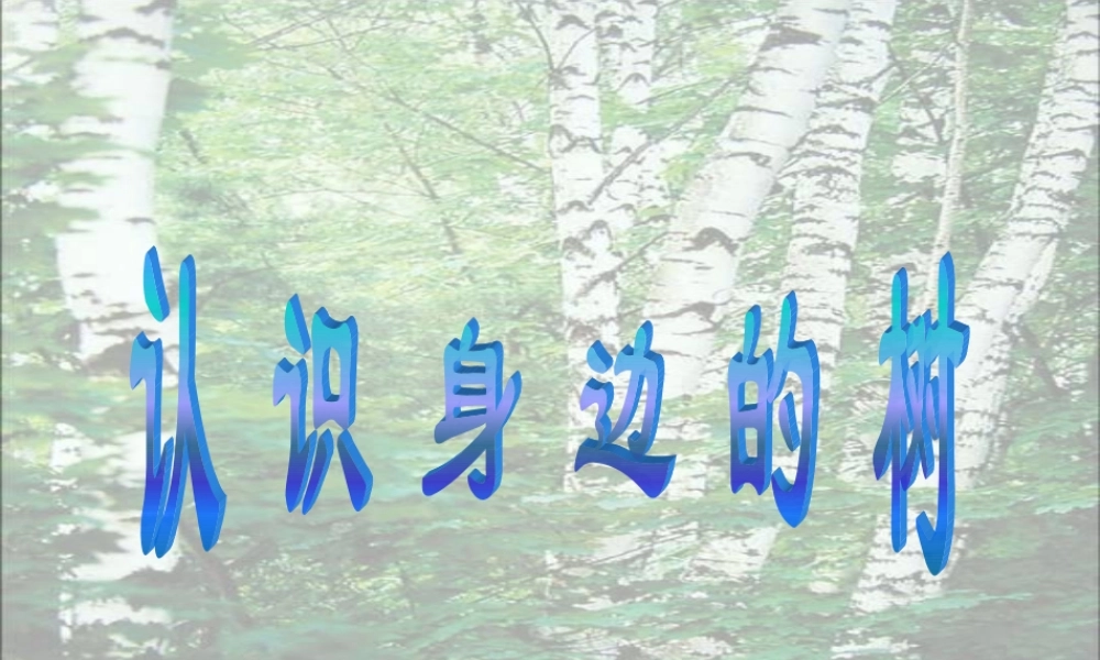认识身边的树课件