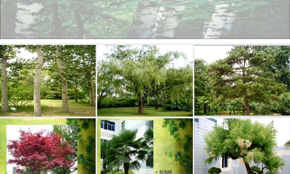 认识身边的树课件