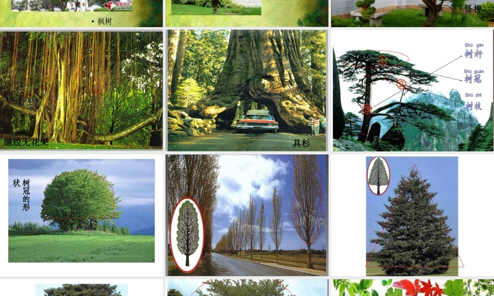 认识身边的树课件