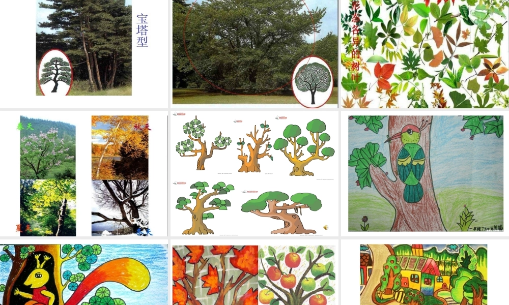 认识身边的树课件