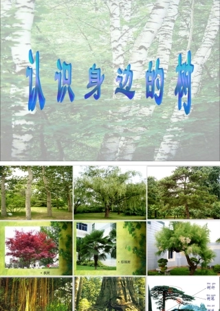 认识身边的树课件