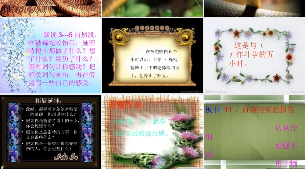 《血染的实验报告》课件