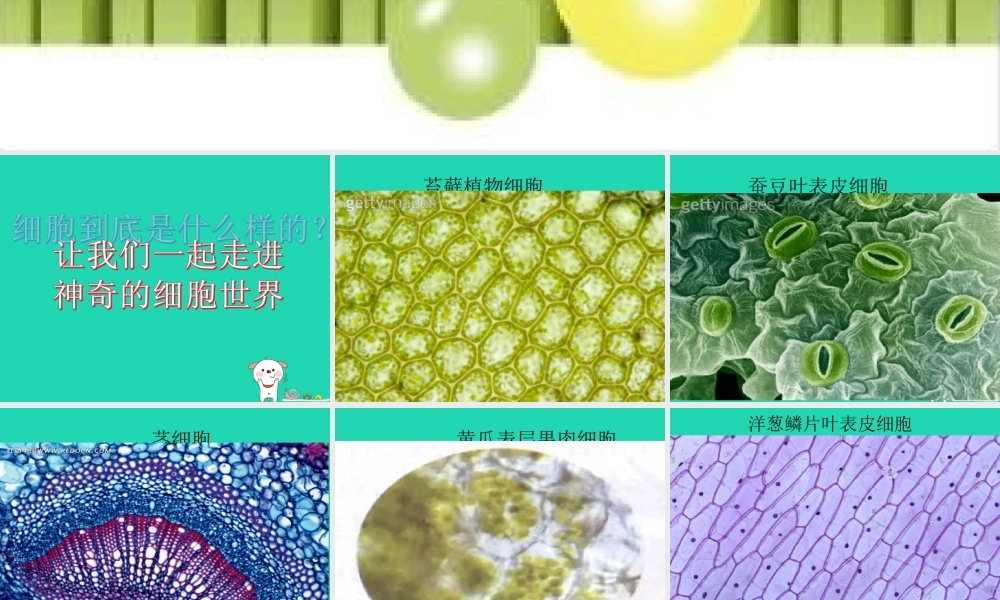 七年级生物上册 第二单元 第一章 第二节 植物细胞课件 (新版)新人教版 课件