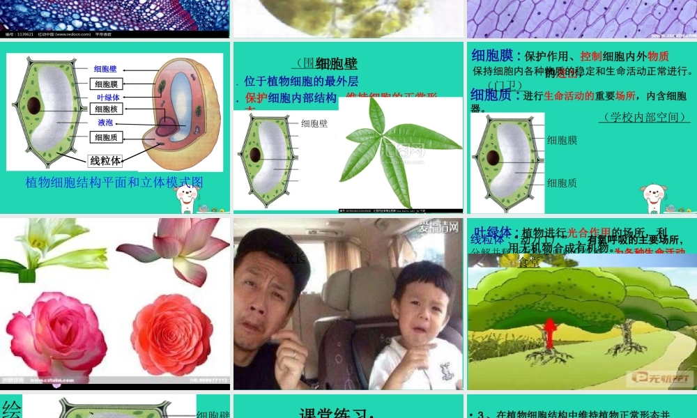 七年级生物上册 第二单元 第一章 第二节 植物细胞课件 (新版)新人教版 课件