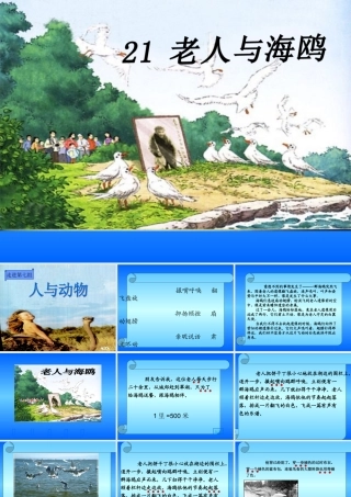21-老人与海鸥