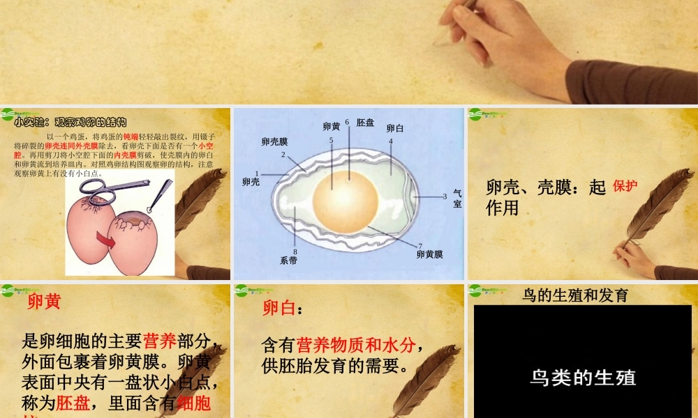 八年级生物上册 鸟的生殖和发育课件 北师大版 课件