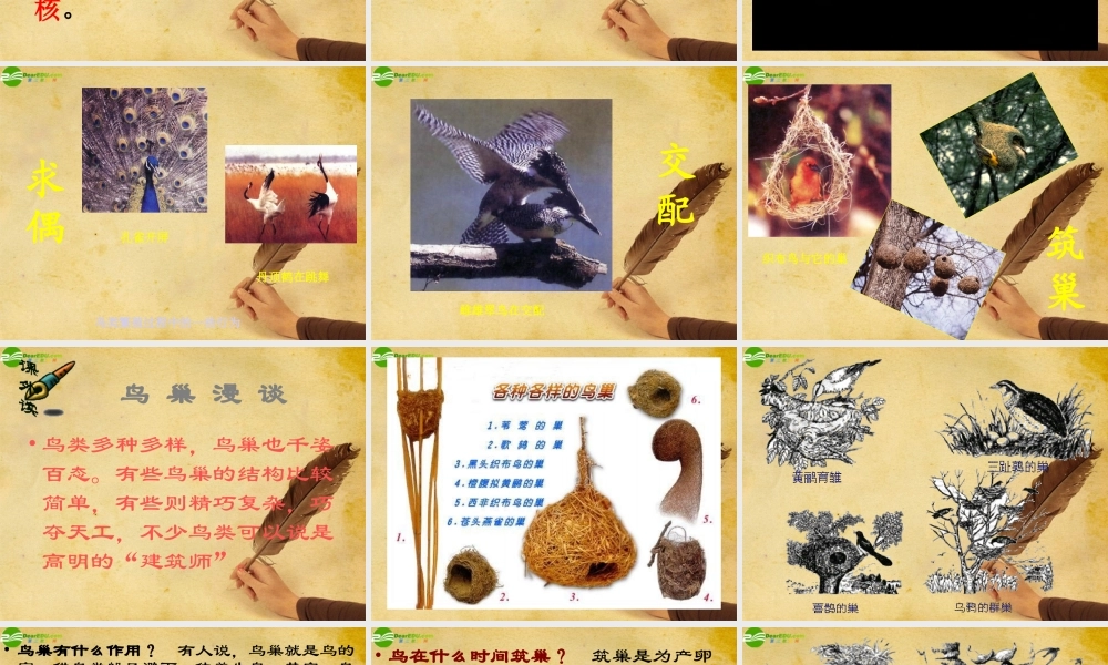 八年级生物上册 鸟的生殖和发育课件 北师大版 课件