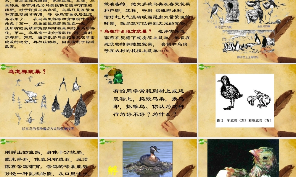 八年级生物上册 鸟的生殖和发育课件 北师大版 课件