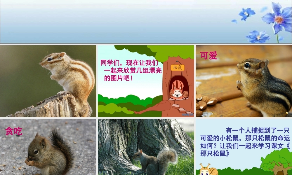 那只松鼠课件 (2)